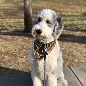 Meet your Posher, Hadley